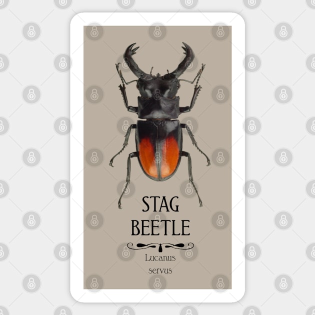 Stag Beetle Sticker by DutchDeer